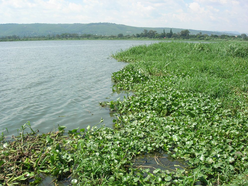 Water-Hyacinth
