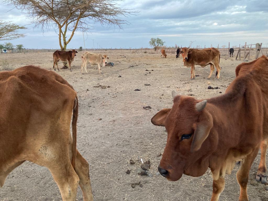 WhatsApp Image 2022-12-23 at 08.57.20-4