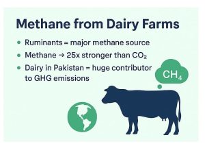 Methane from Dairy Farms